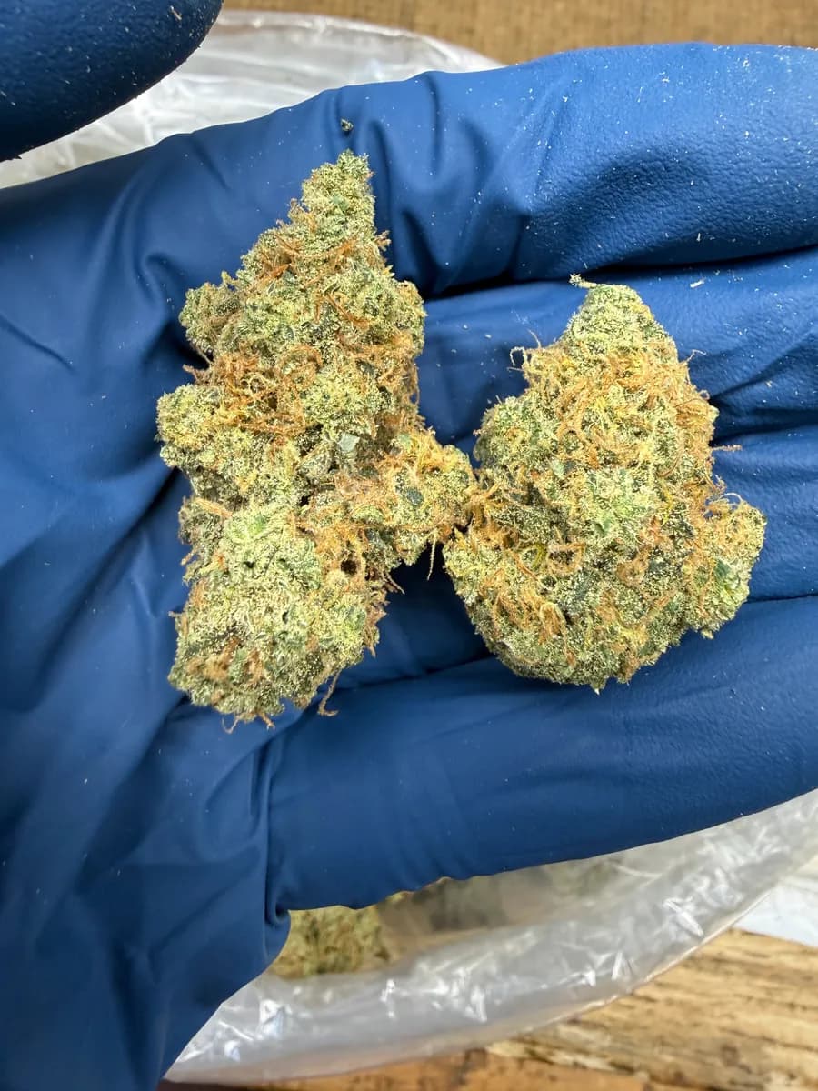 ALASKAN THUNDER FUCK · EXOTIC