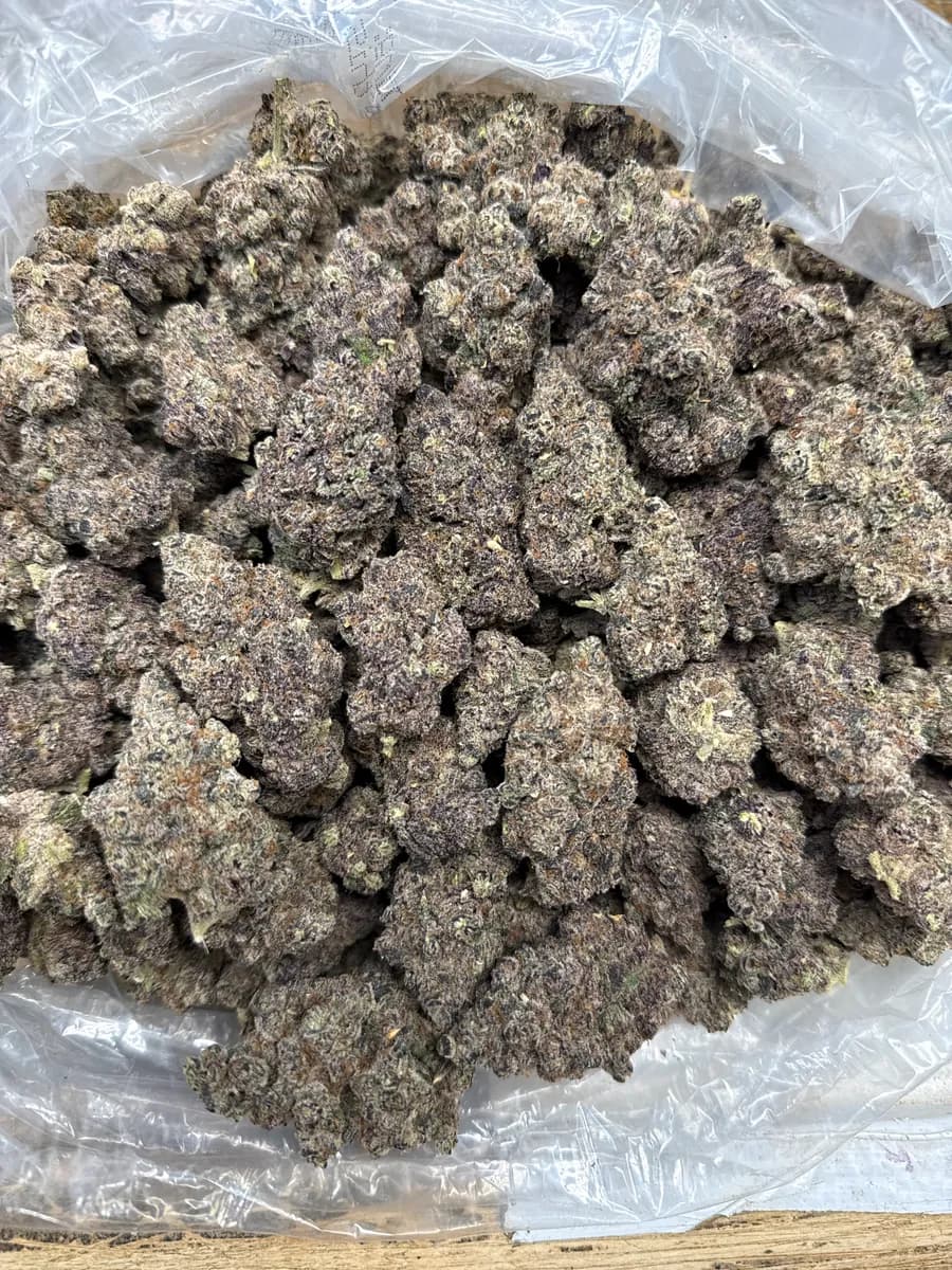 BAJA BLASTEROID · EXOTIC