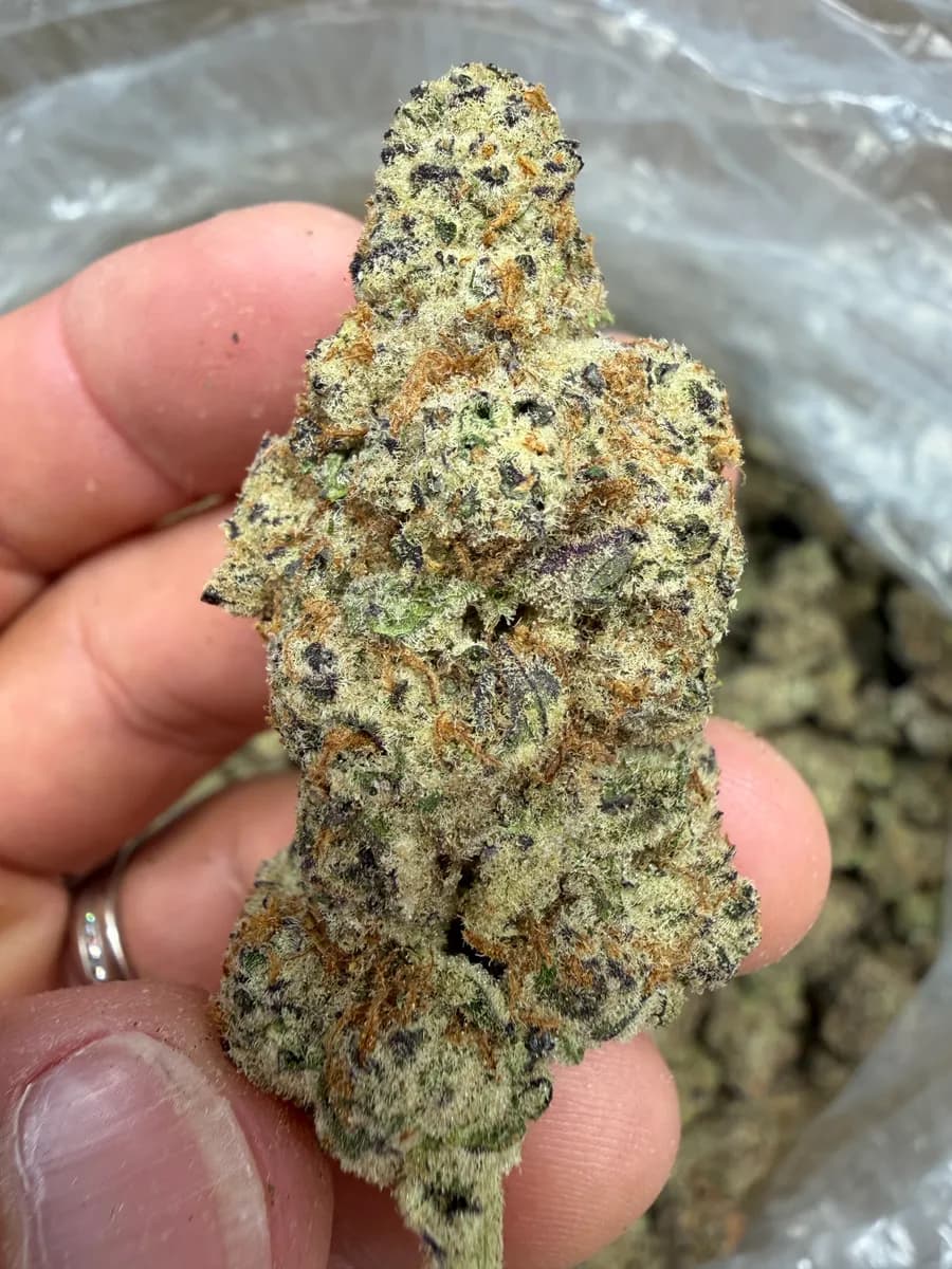 BLACK CHERRY SODA · EXOTIC