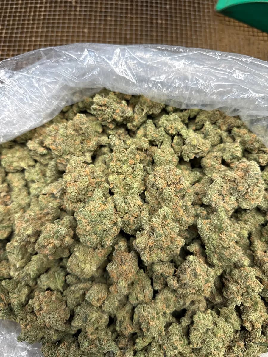 BLUE DREAM · EXOTIC