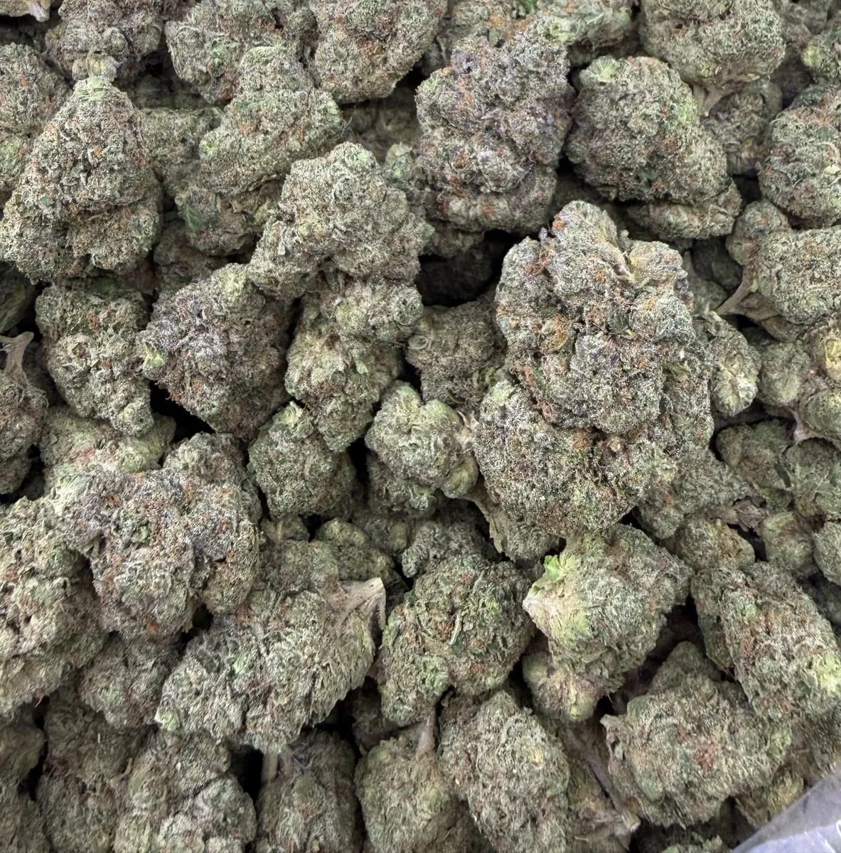 BLUE NERDS · EXOTIC