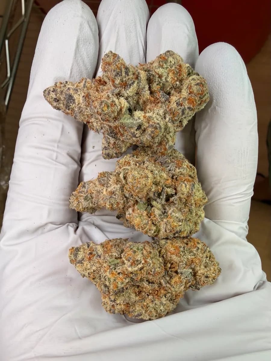 CANDY FUMES · EXOTIC