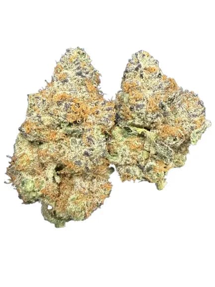 CHEETAH PISS · EXOTIC