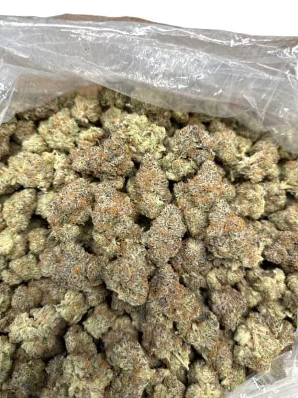 CHEETAH PISS · EXOTIC