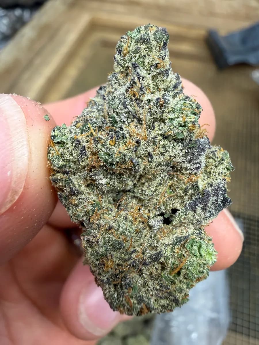 CHEETOZ · EXOTIC