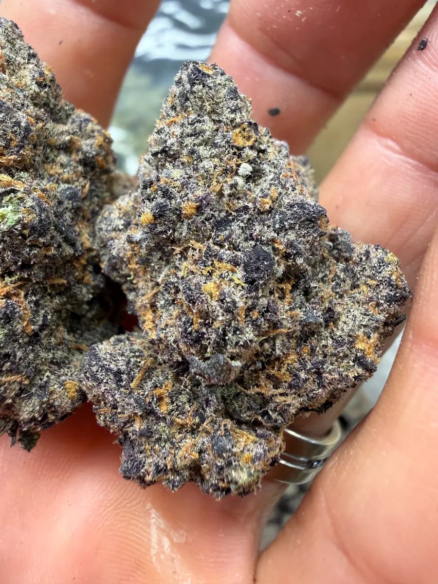ELECTRIC NERDS · EXOTIC
