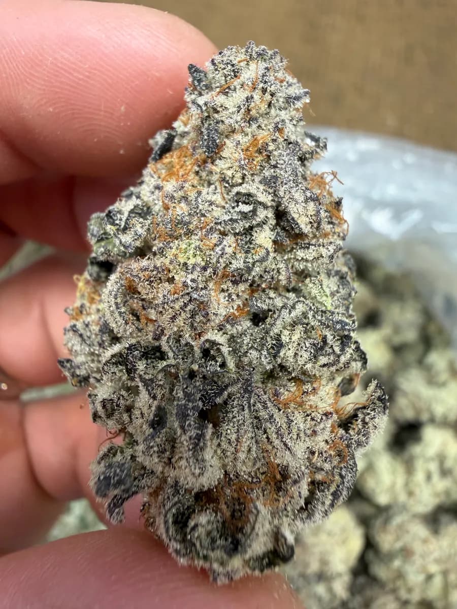 FROZEN DREAM · EXOTIC