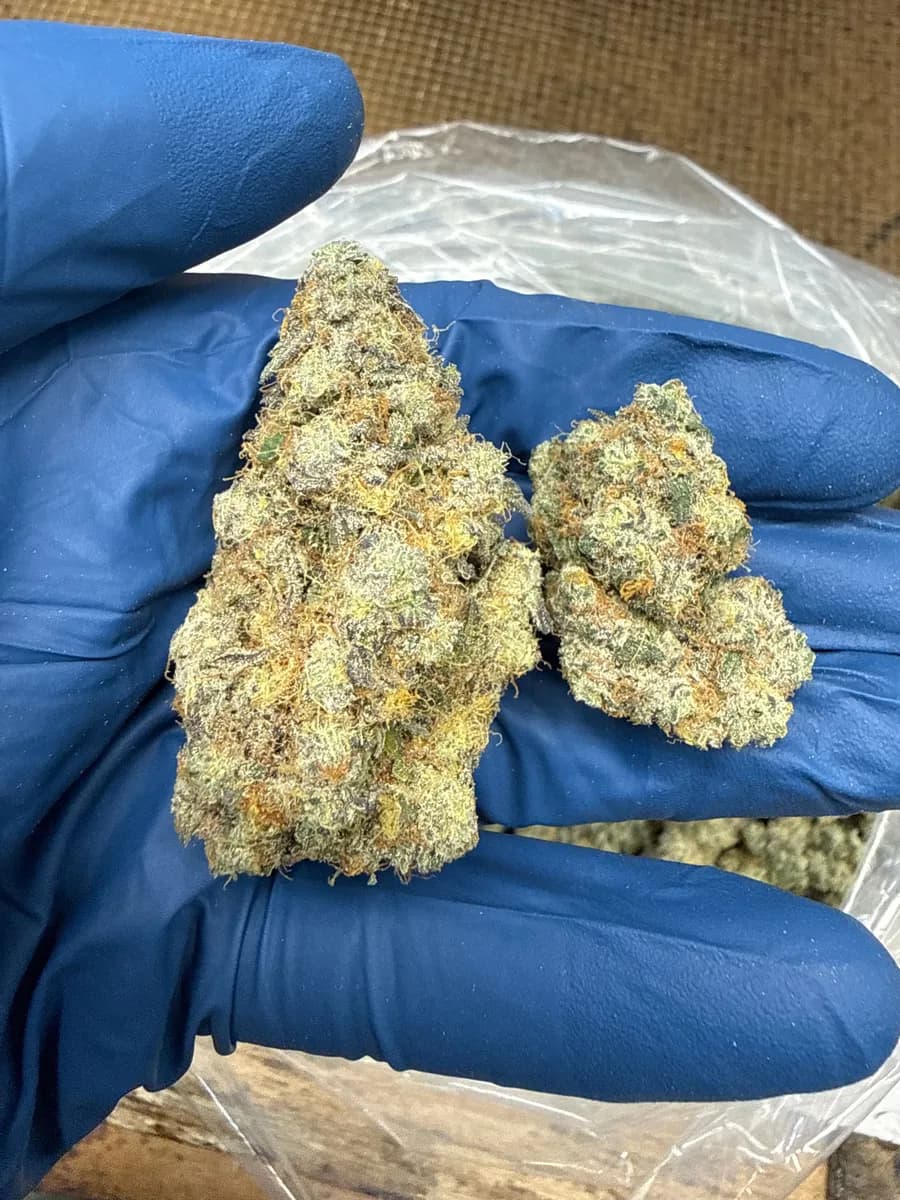 GARLIC BREATH · EXOTIC