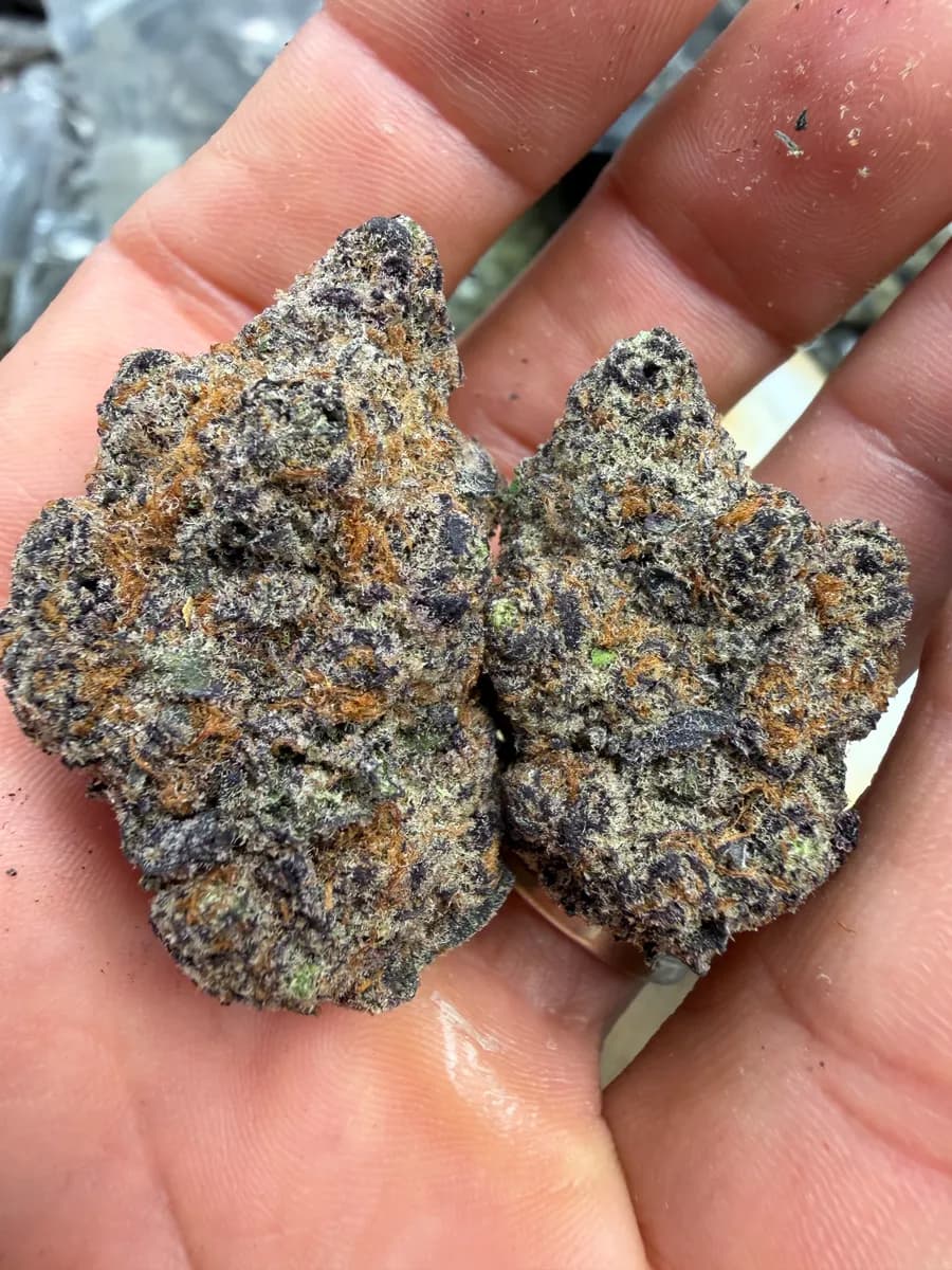 GRAND DADDY PURPLE · EXOTIC
