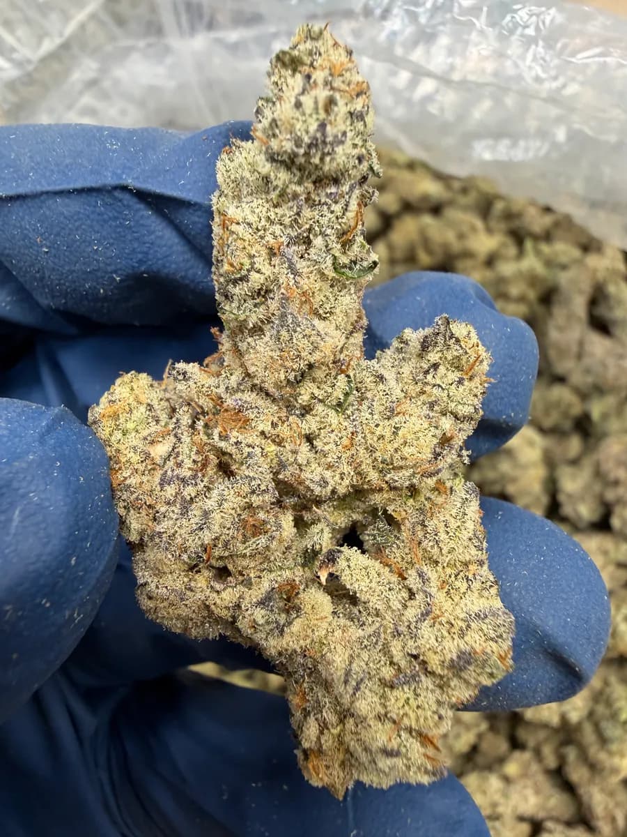 GUMMIEZ BEARS · EXOTIC