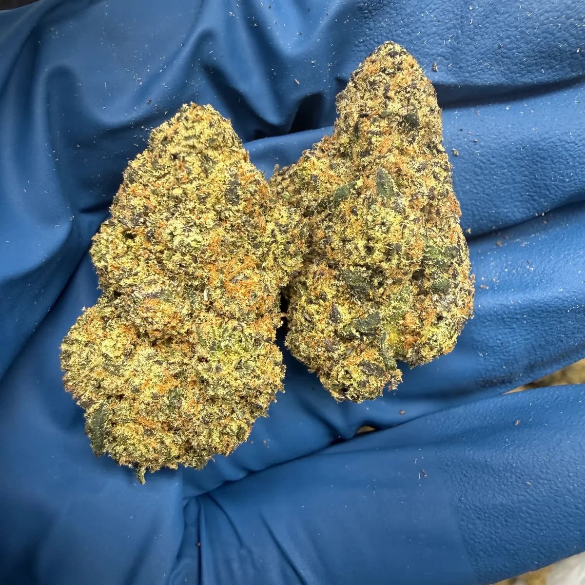 HEADBAND · EXOTIC