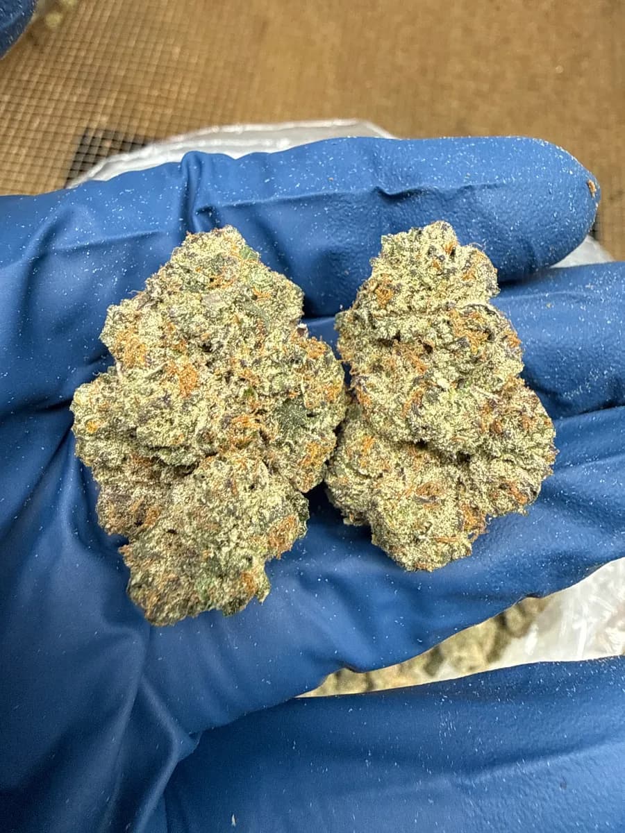 ICE CREAM PIE · EXOTIC