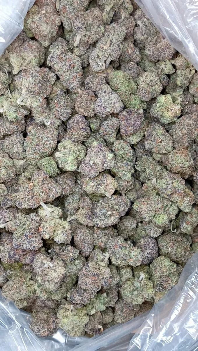 LEMON CHERRY GELATO · EXOTIC