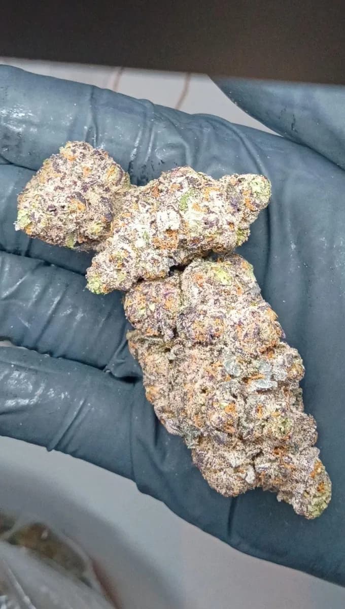 MAC 1 · EXOTIC