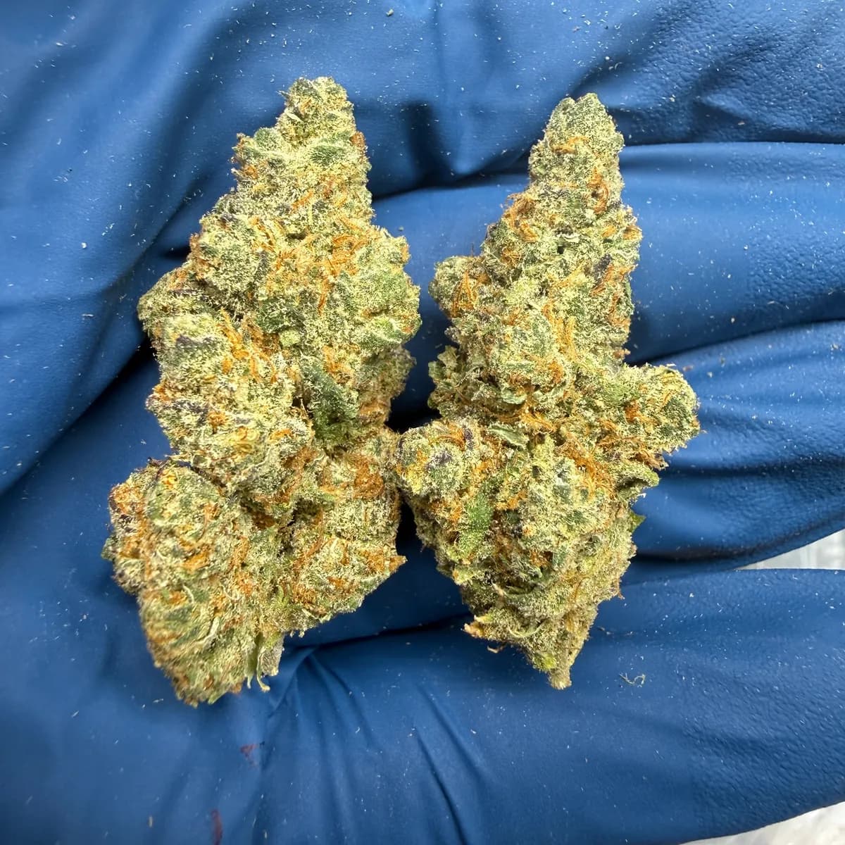 MEAT BREATH · EXOTIC