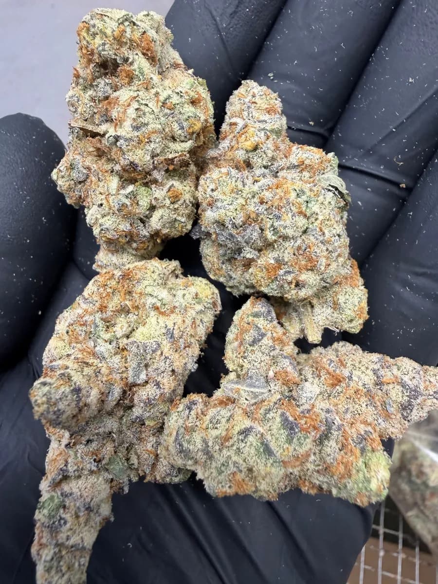 NORTHERN LIGHTS · EXOTIC