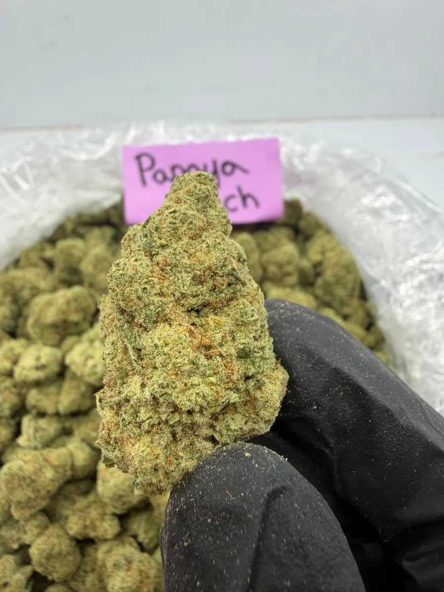 PAPAYA PUNCH · EXOTIC