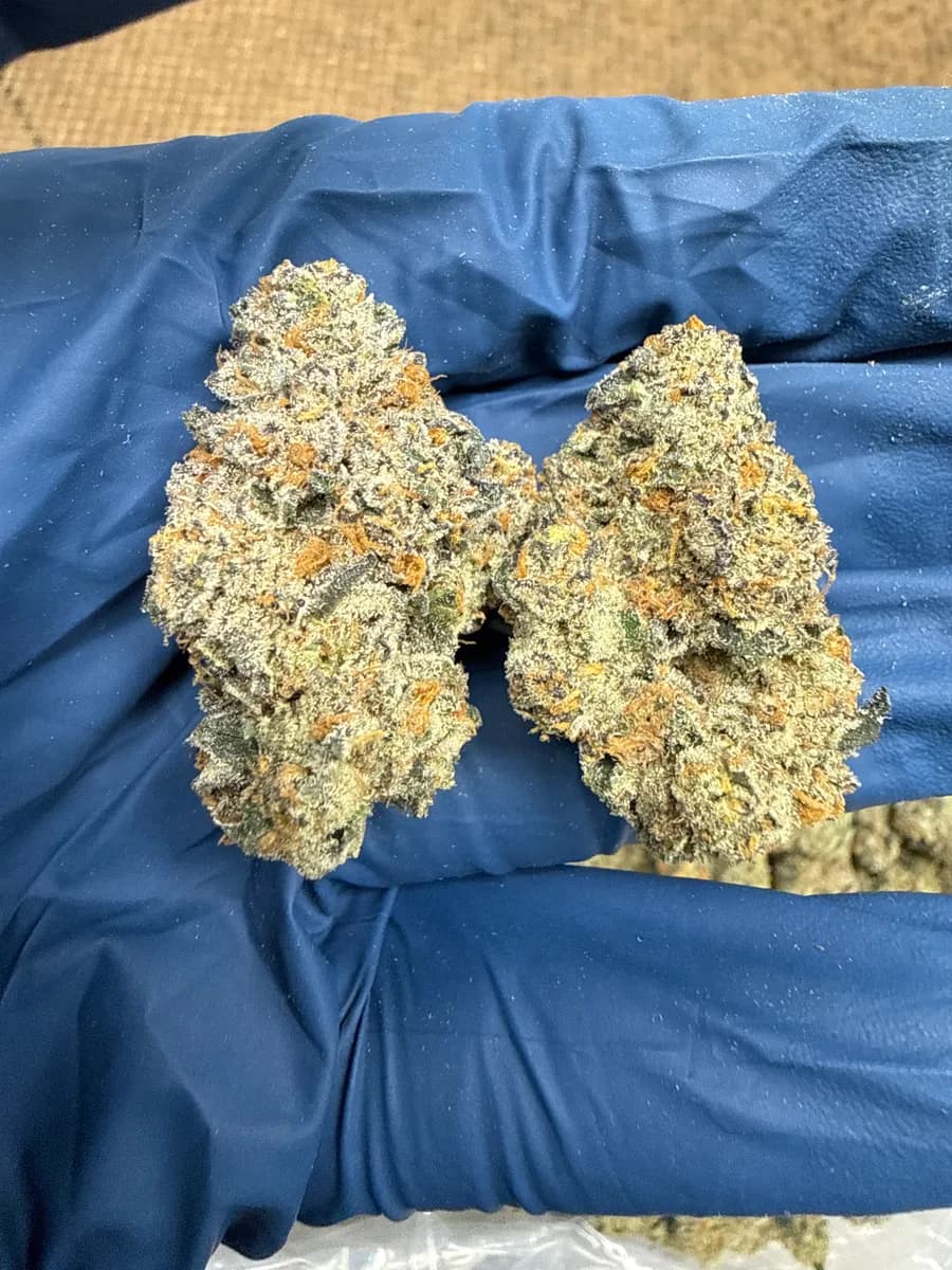PERMZILLA · EXOTIC