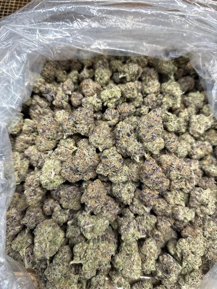 POP CANDY · EXOTIC