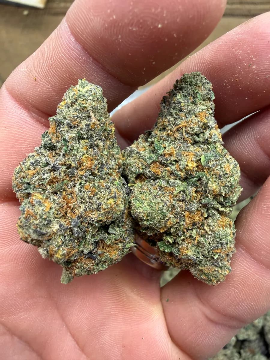 PURPLE MILK · EXOTIC