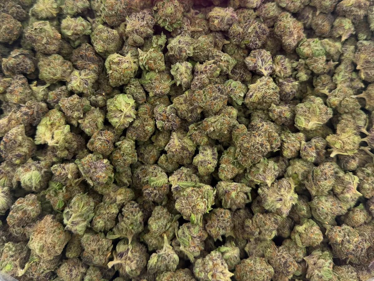 PURPLE RHINO · AAA