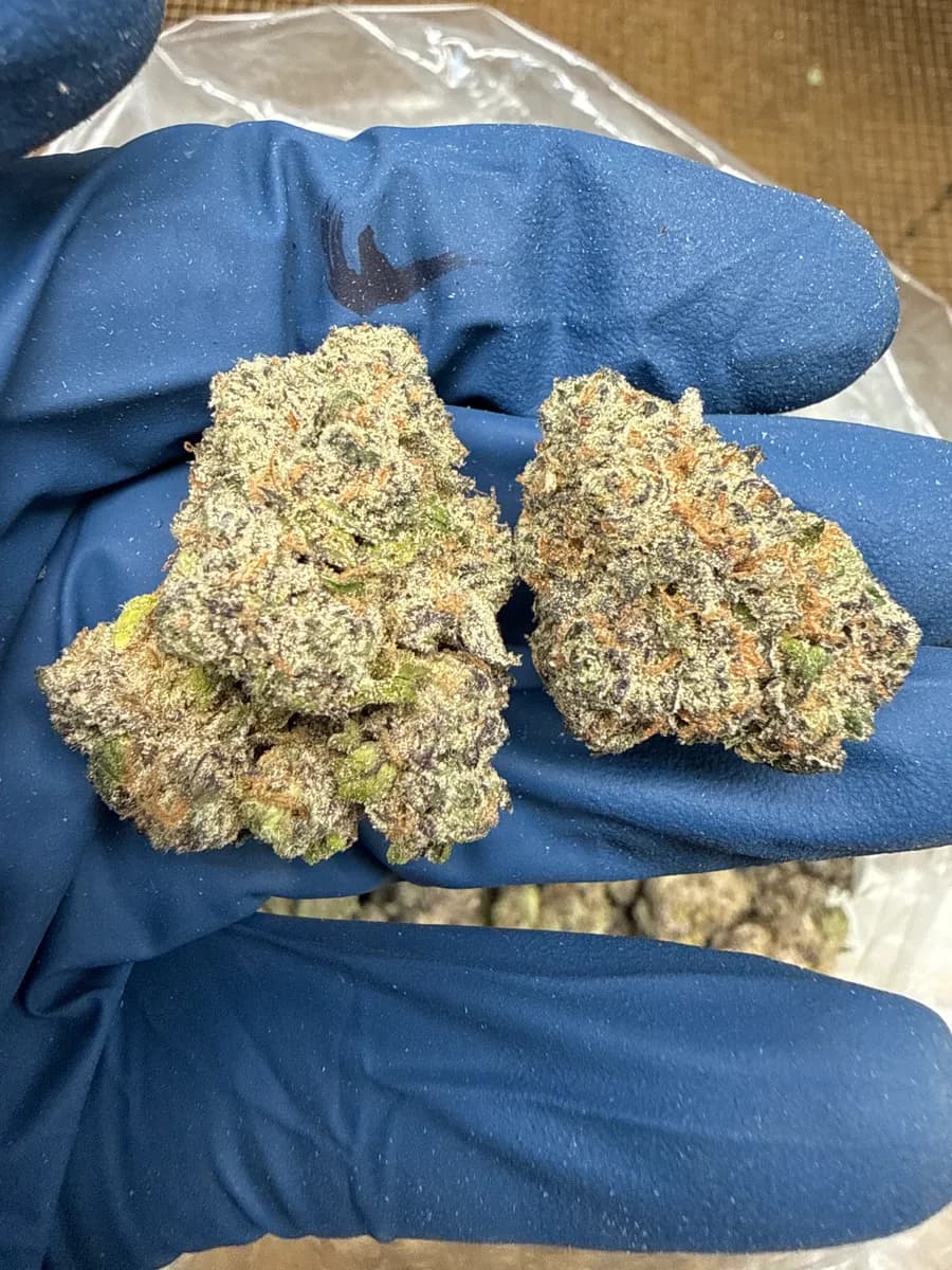 PURPLE RUNTZ · EXOTIC