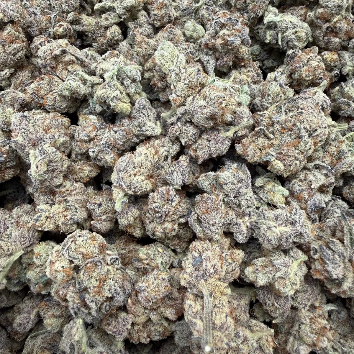 PURPLE SNOOP · EXOTIC