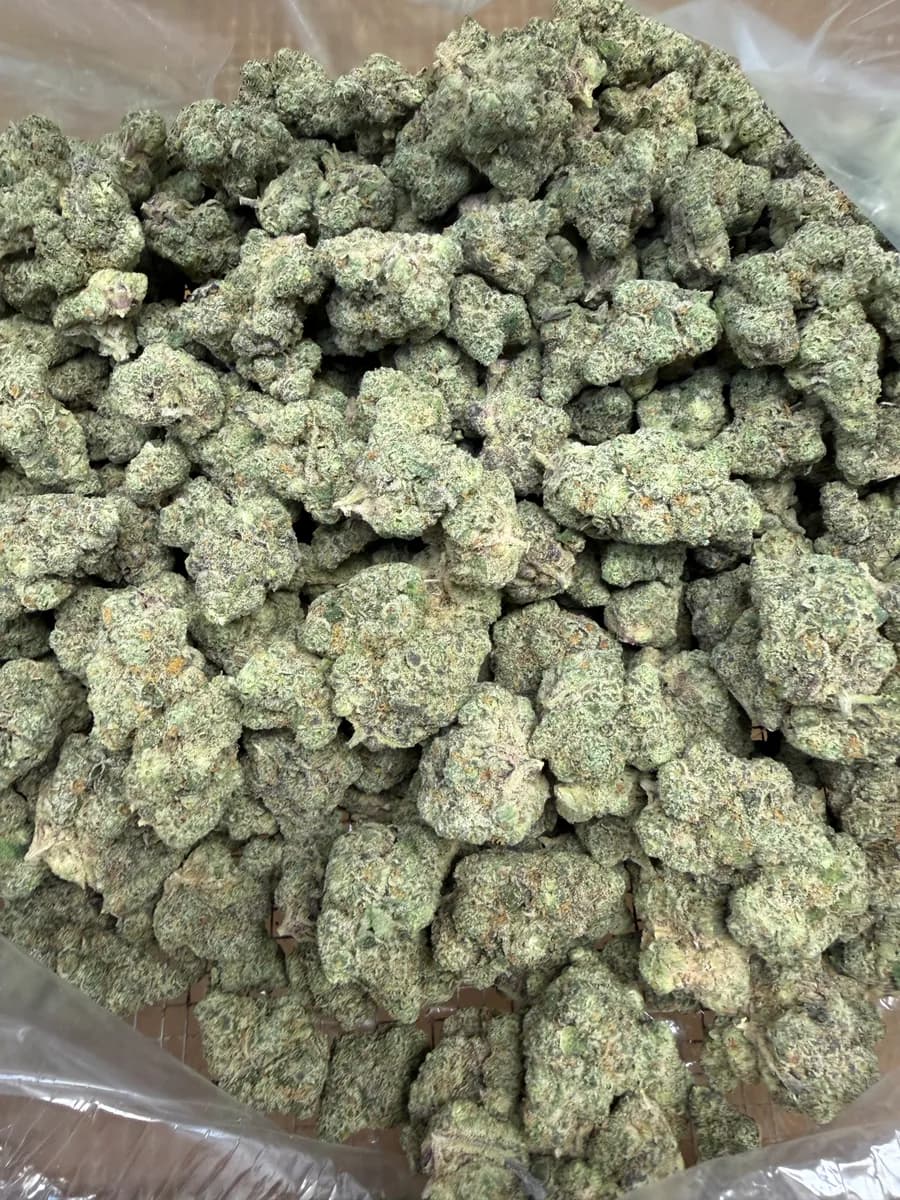 RAINBOW CHIP · EXOTIC