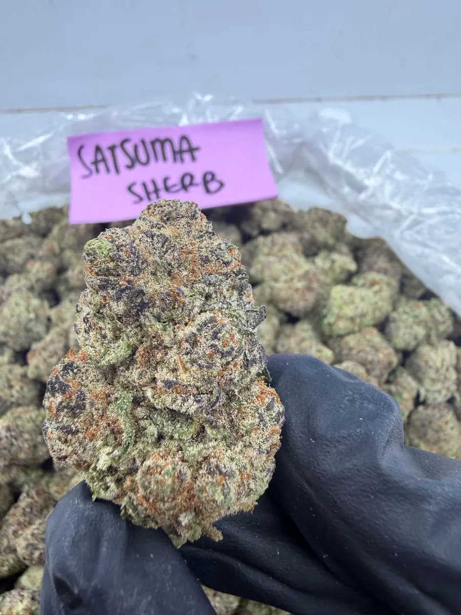 SATSUMA SHERB · EXOTIC