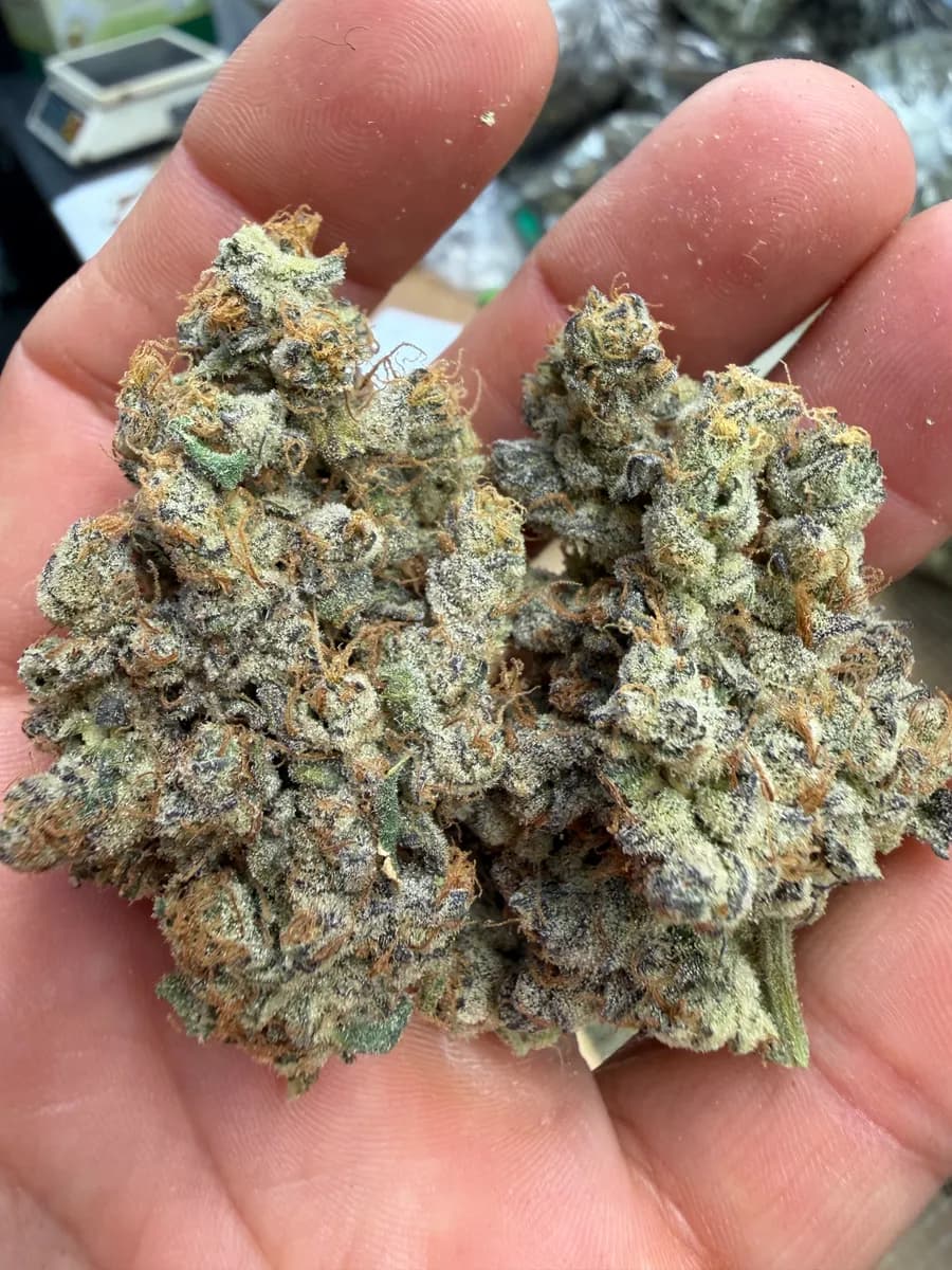 SOUR CHIESEL · EXOTIC / AAA