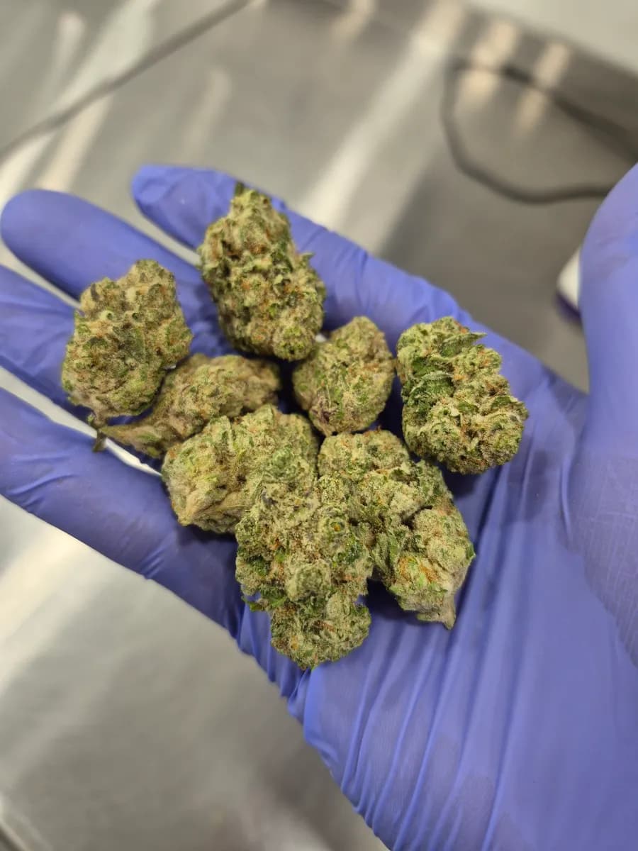 STRAWBERRY POPTARTS · EXOTIC