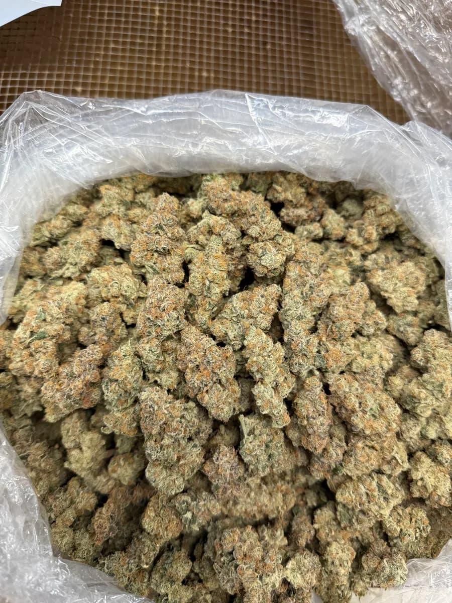 TANGIE SOUFFLE · EXOTIC