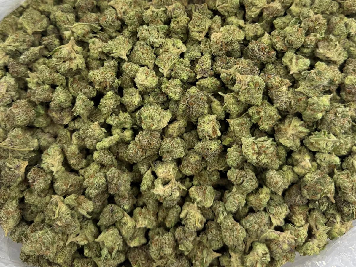 WATERMELON GELATO SMALLS · AAA
